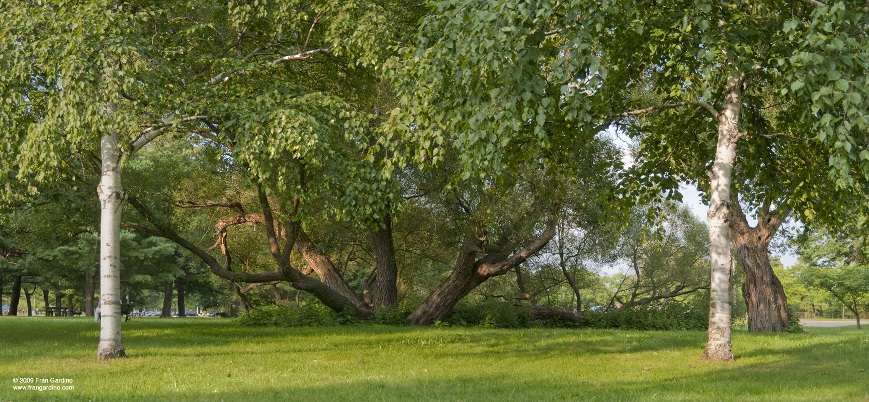 Big Tree near Harter