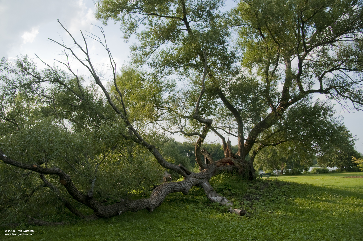 Downed Tree