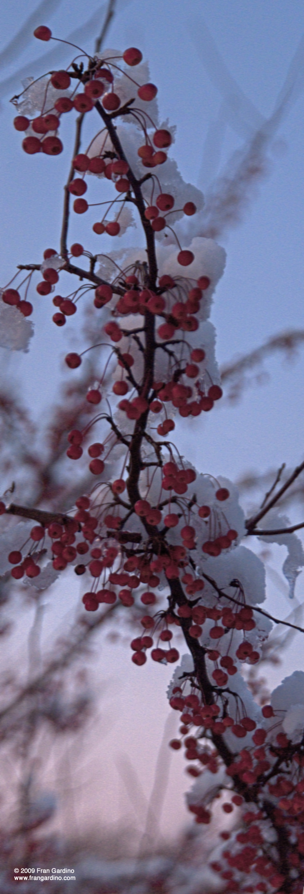 Berries in the Snow