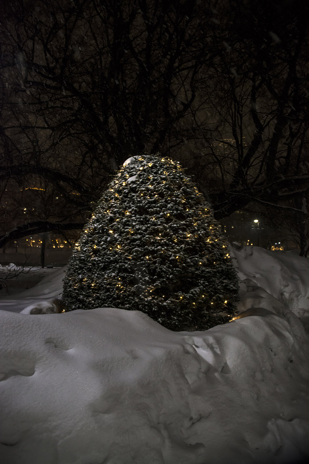 Boston Public Gardens at Night #63