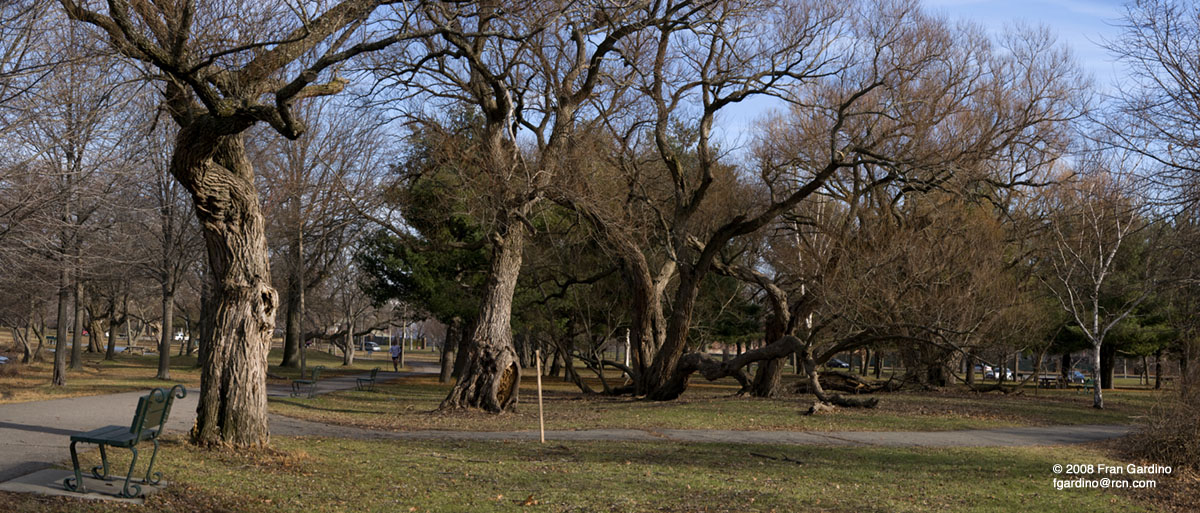 Old Charles River Trees
