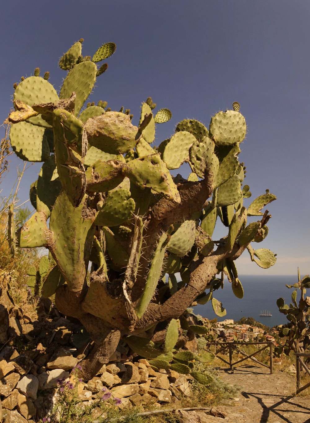 Taormina Cactus
