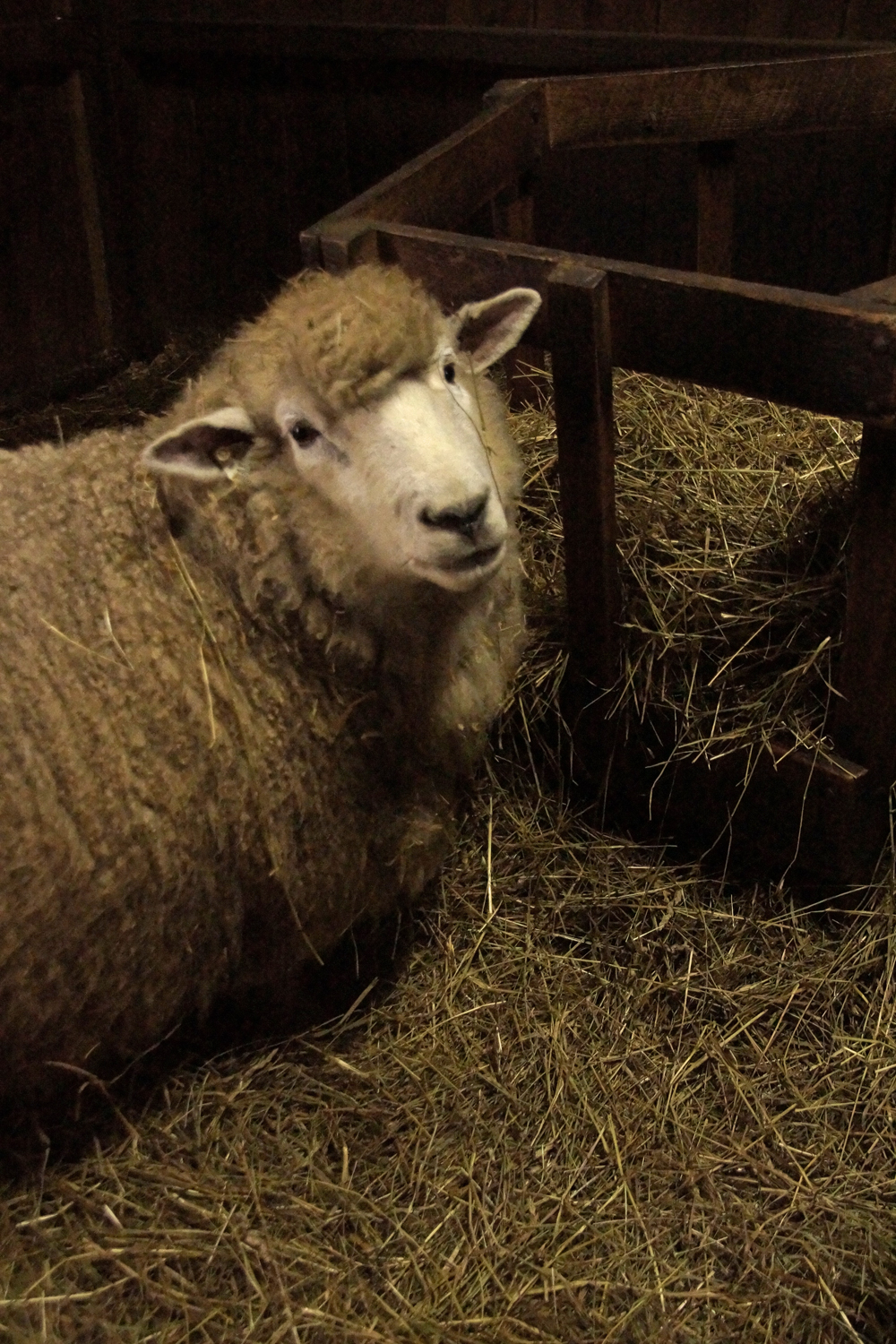 Sheep Cute #1