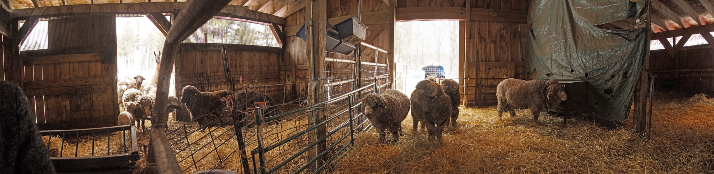 Sheep Aunts, Uncles and Dad