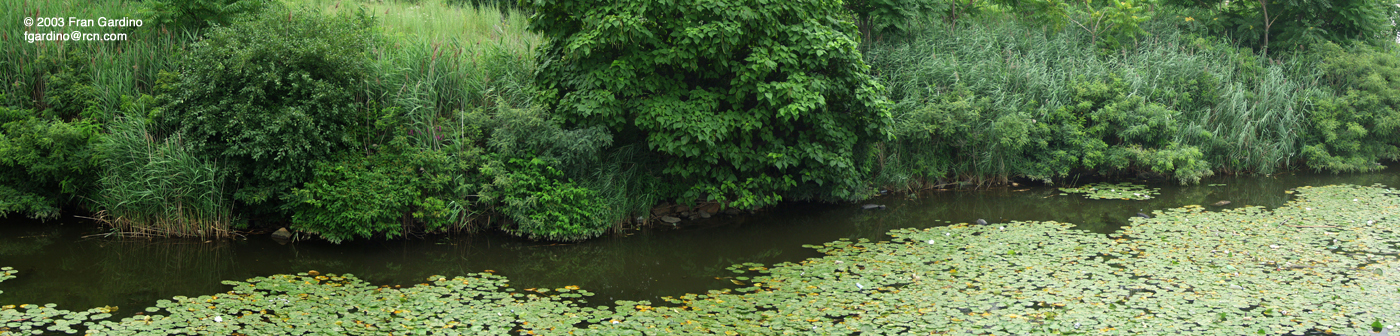 Mystic Lily Pads