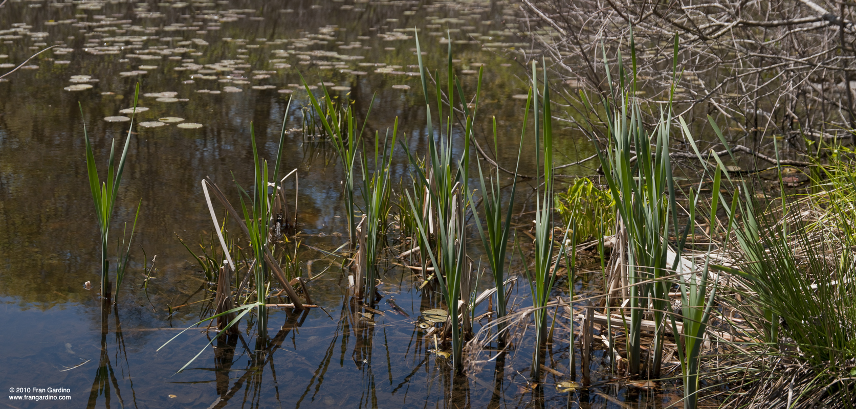 Mystic Reeds