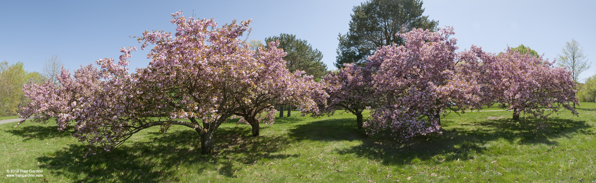 Mystic Field in Spring