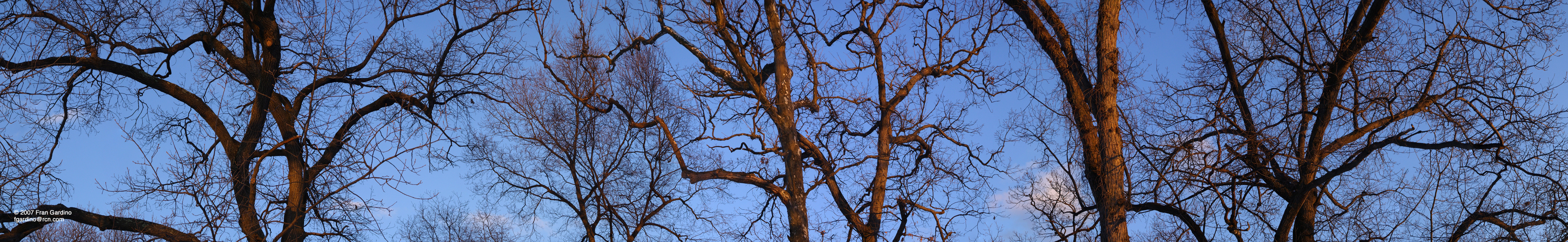 Mystic Branches in Winter