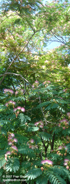 Arboretum Mimosa