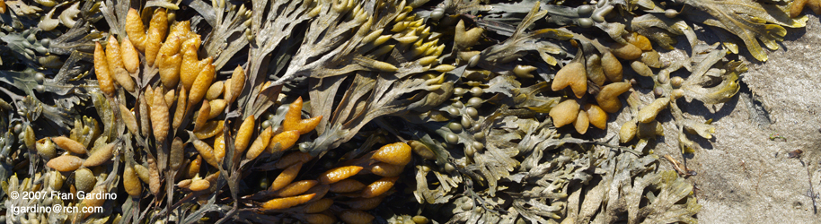 Nahant Seagrapes