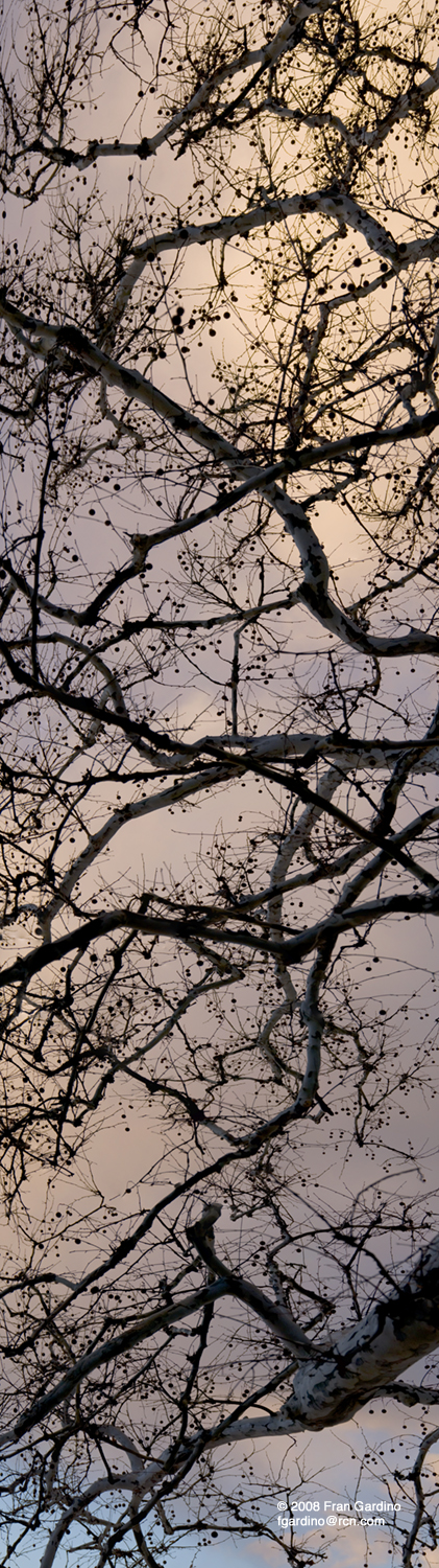 Rogers Park Tree