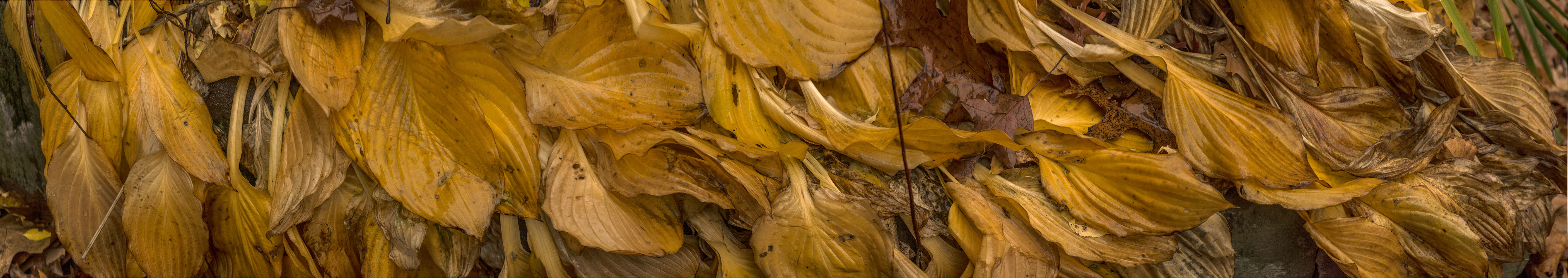 Brookline Hostas #11