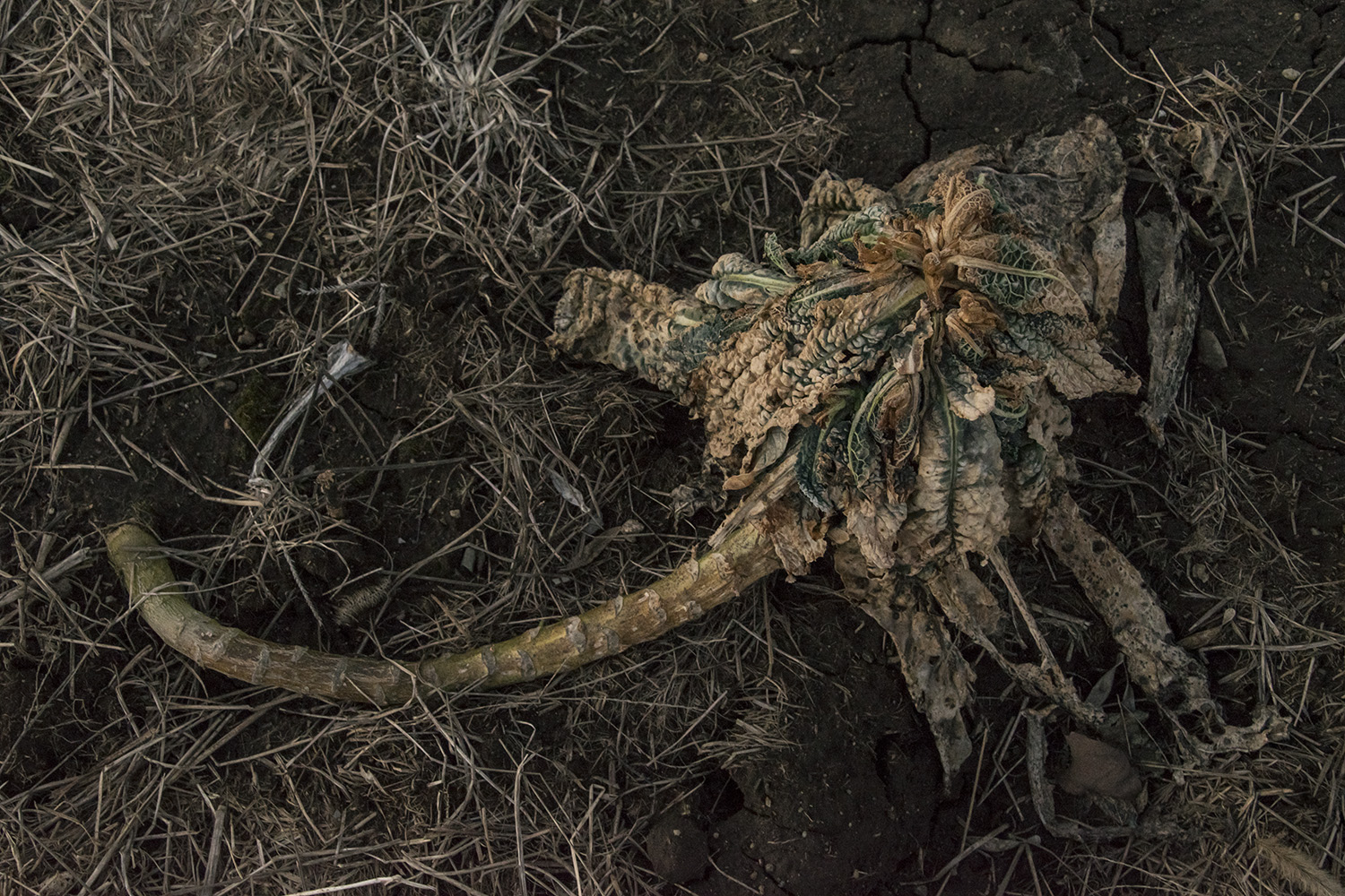 Codman Farm Brussel Sprouts #36