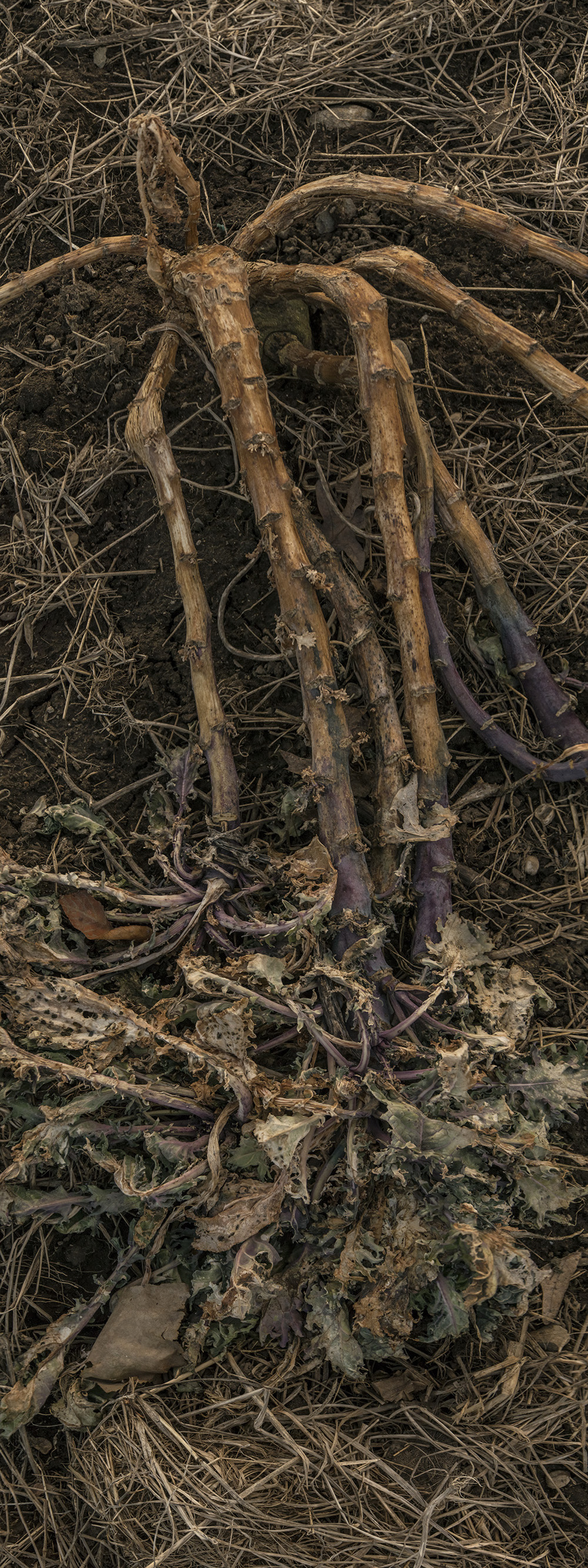 Codman Farm Brussel Sprouts #66