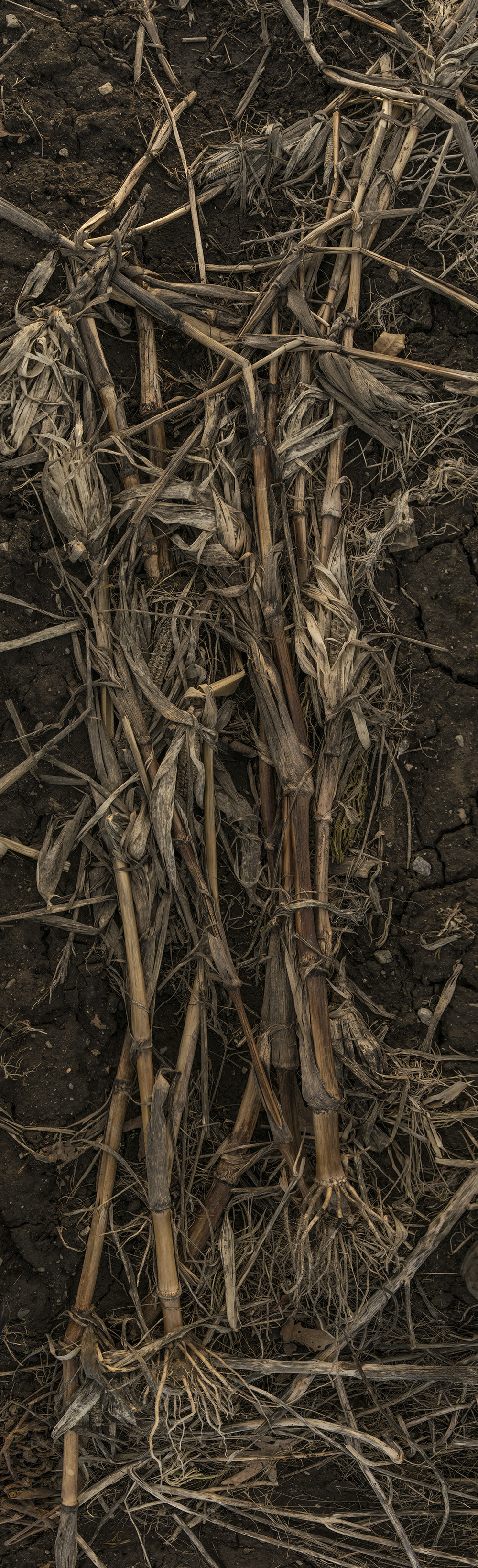 Codman Farm Dead Corn #7