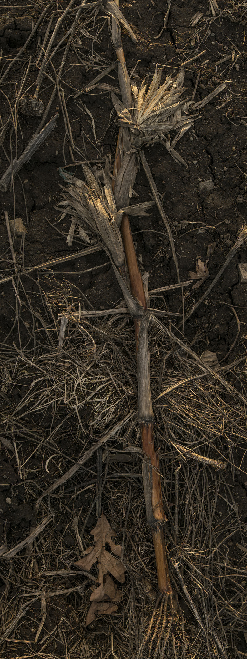 Codman Farm Dead Corn #9