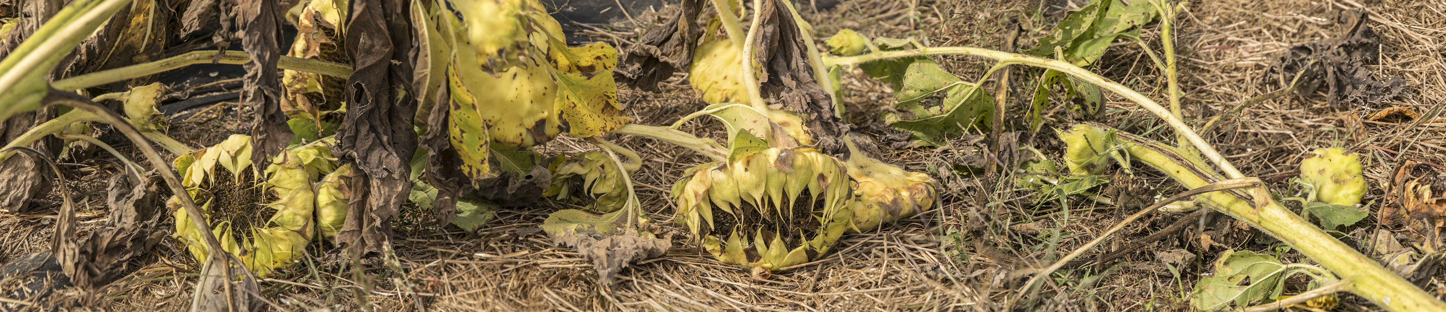 Codman Farm Sunflowers #3