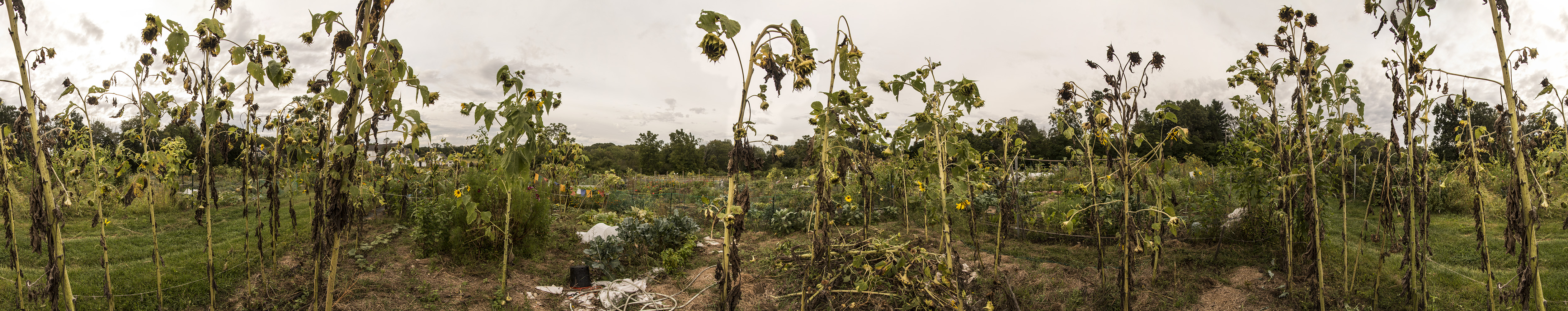 Codman Farm Dead Sunflowers 360 #15