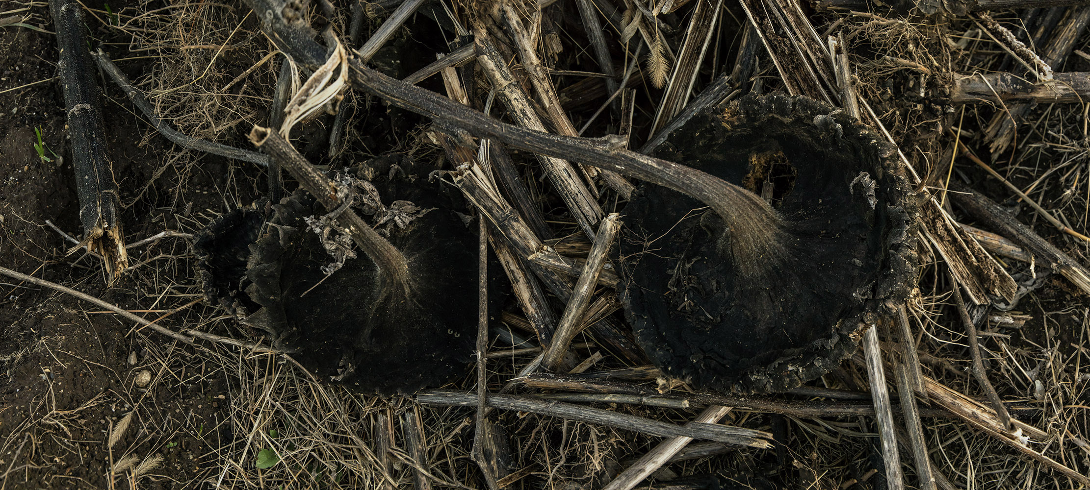 Codman Farm Dead Sunflowers #14