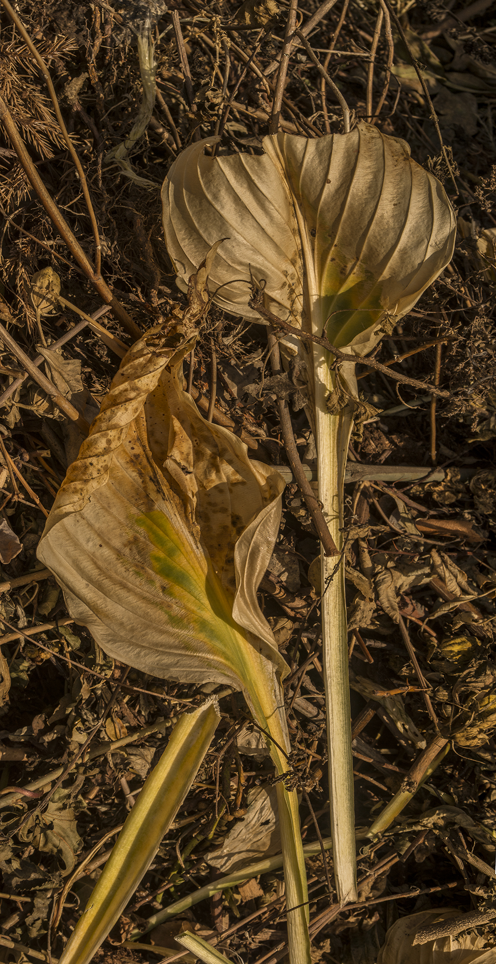 Fenway Compost Hosta #17