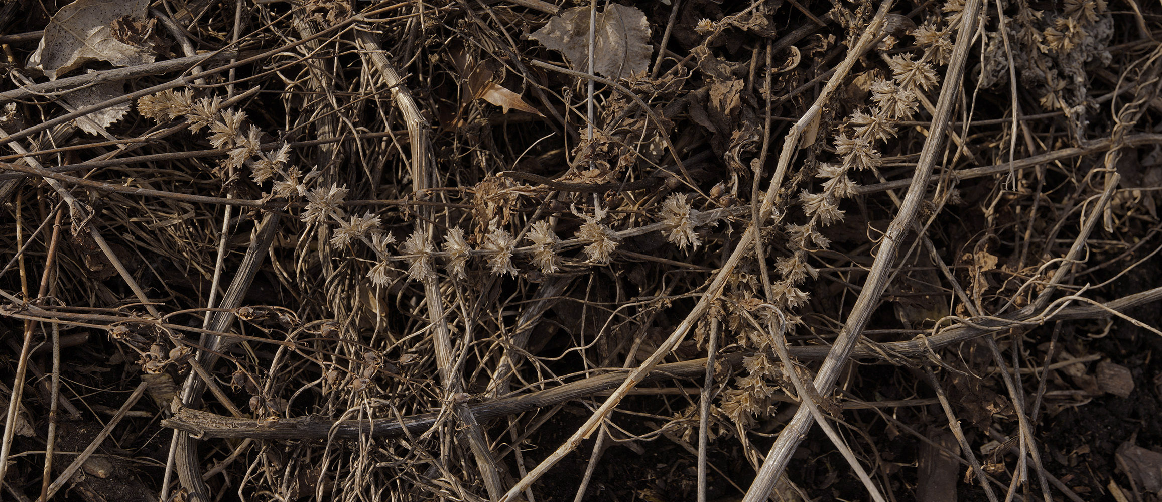 Fenway Curly Weeds #1