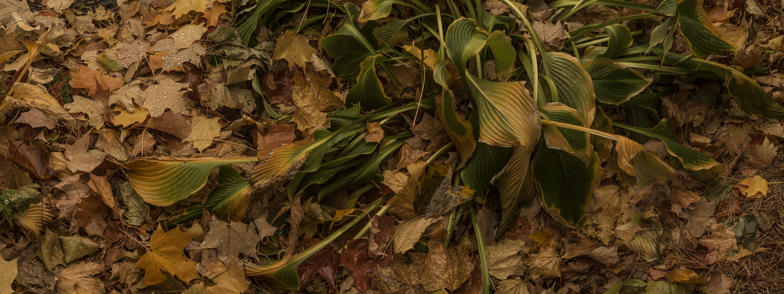 Brookline Hostas #4