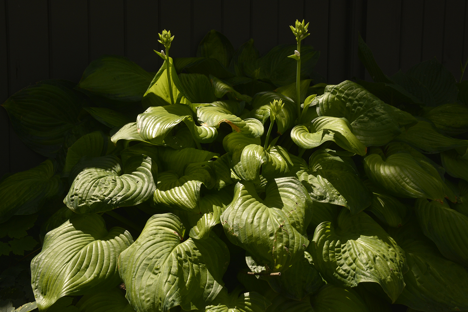 July Hostas #1