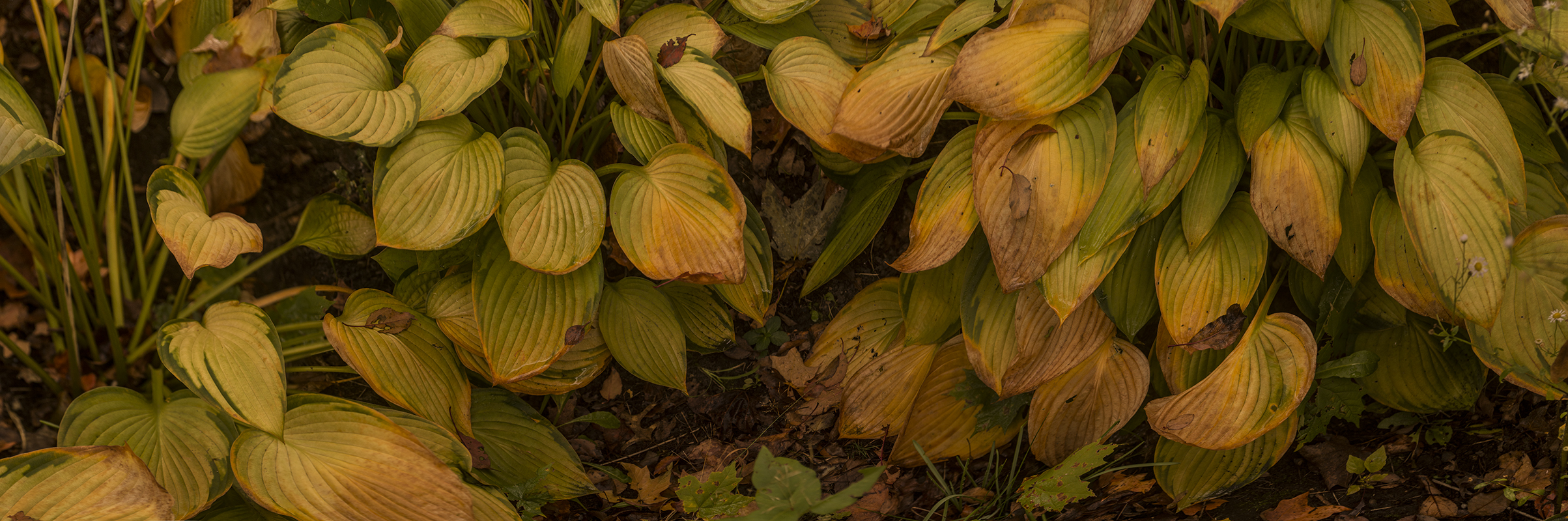 Lowell Hostas #20