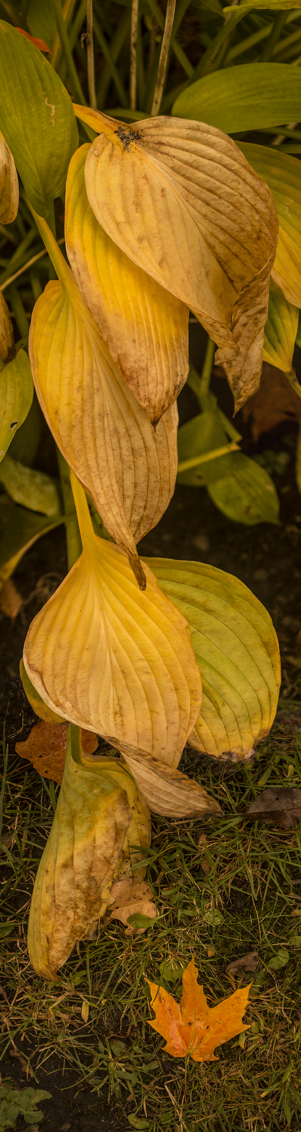 Lowell Hostas #8