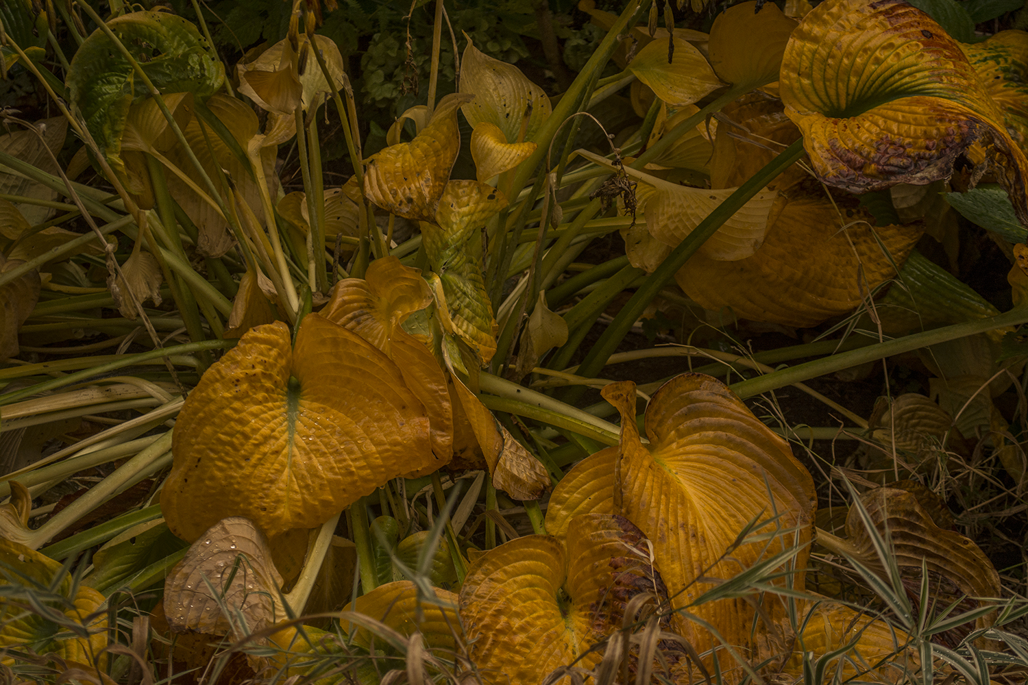 November Hostas #3