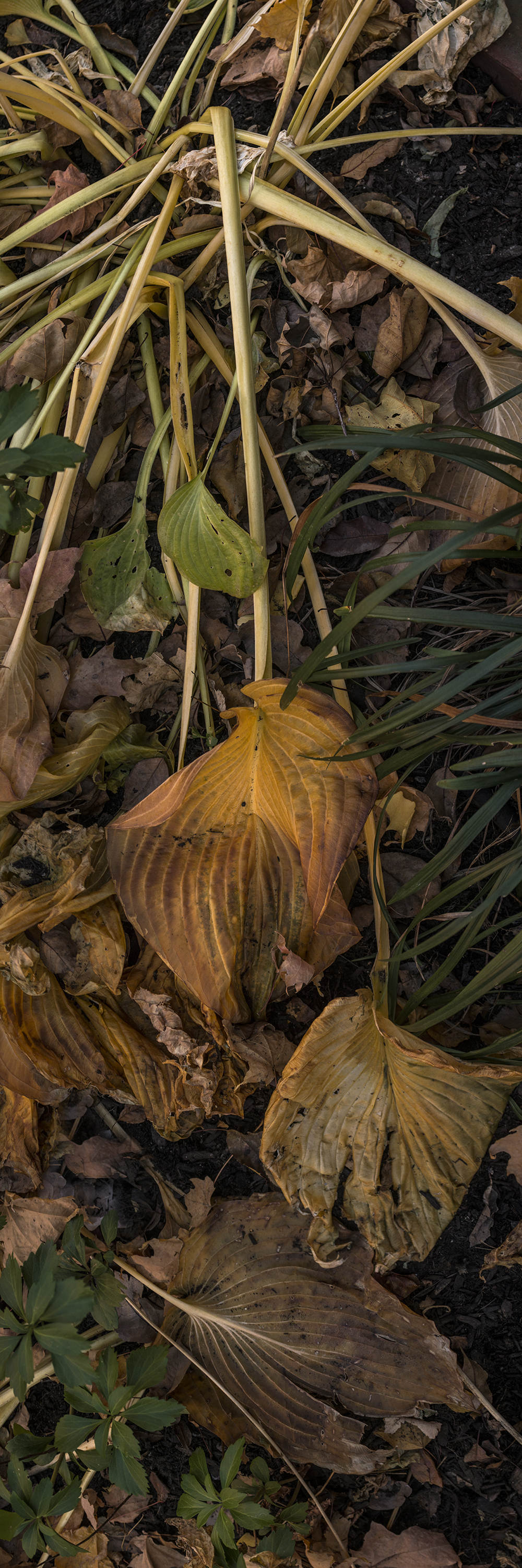 Salem Hostas #10