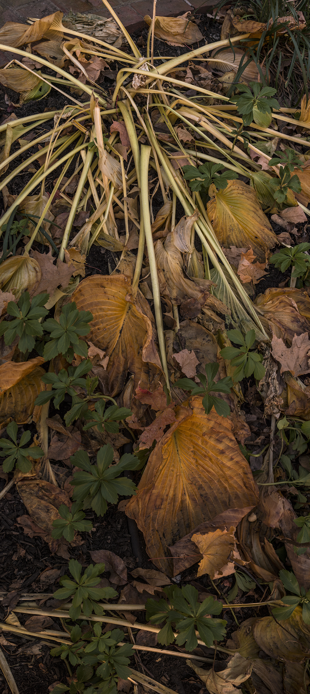 Salem Hostas #7