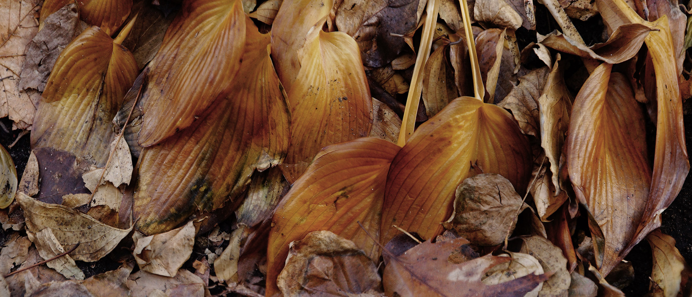 Salem Hostas #15