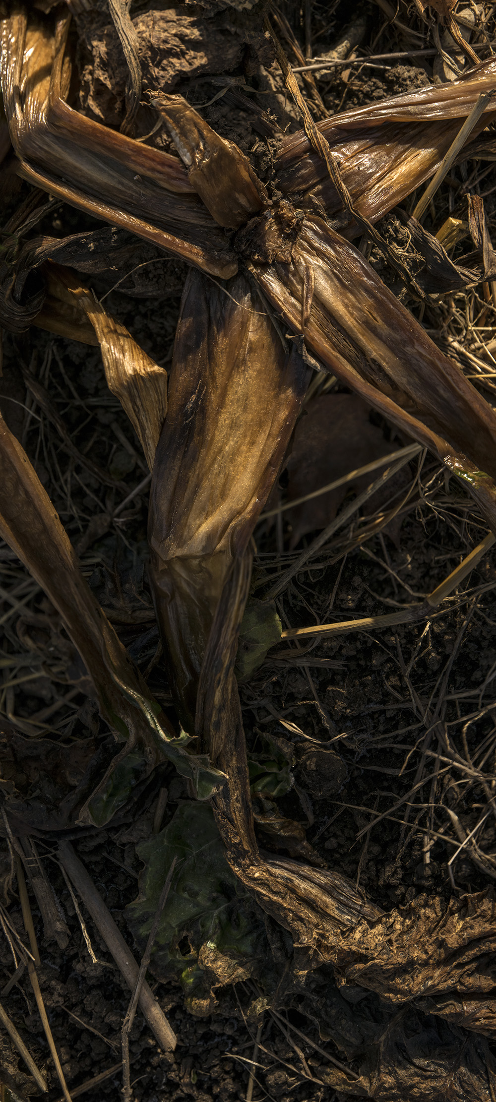 Codman Farm Vegetables #4