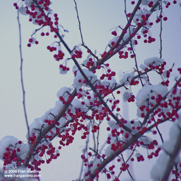 Berries in the Snow