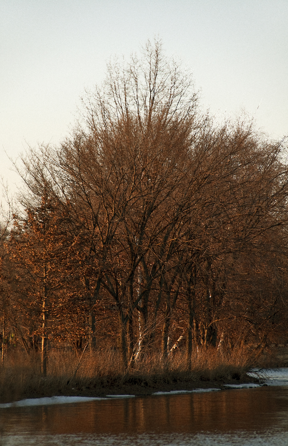 Brown Trees on the Bend