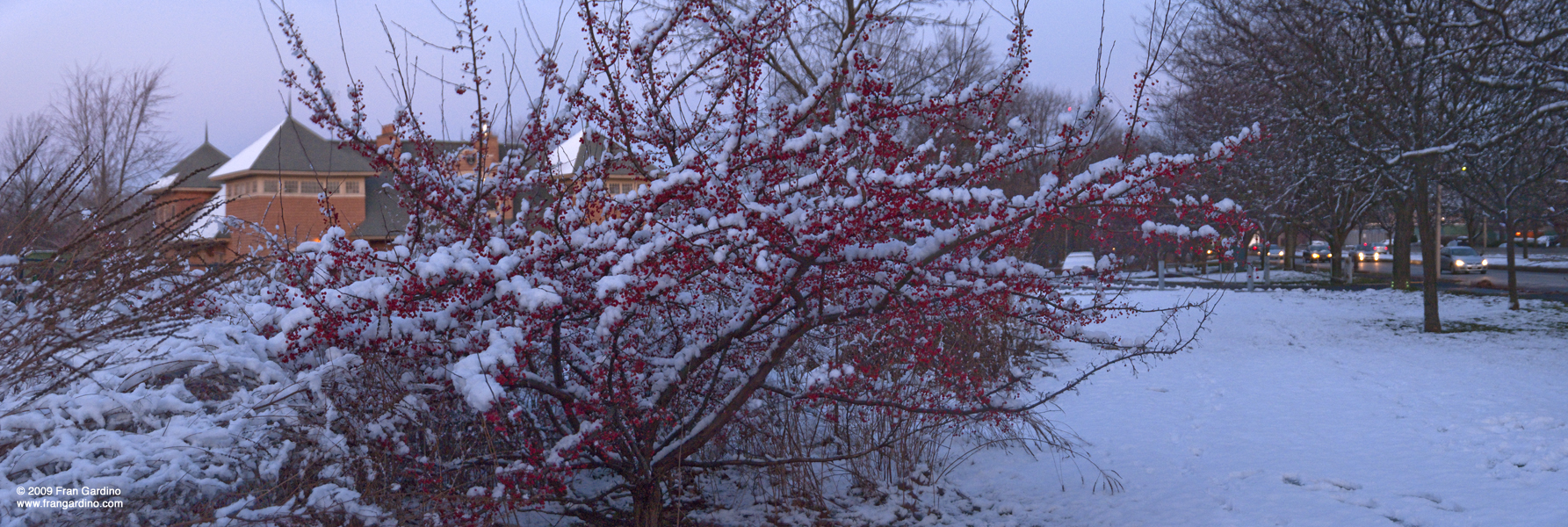 Brighton Red Berries in Winter