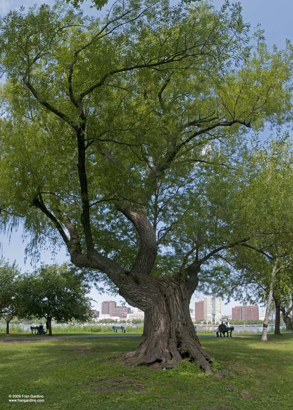 Charles Tree Goin Down