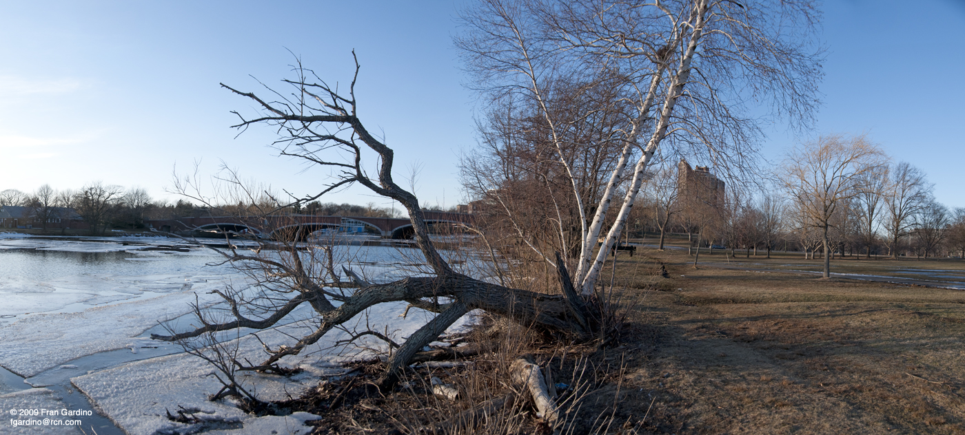 Charles Winter Tree