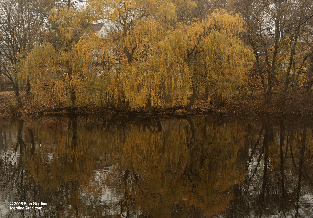Watertown Willow on the Charles