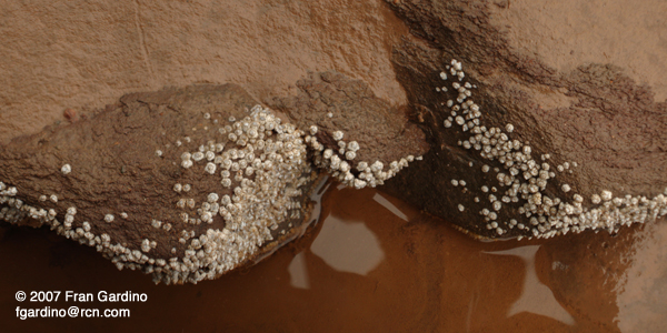 Wet Chocolate Rocks with Sugar