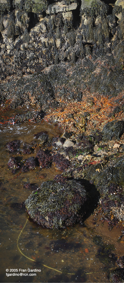 Mooring Biscuit, Marblehead MA