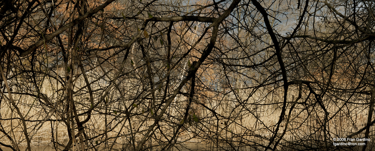 Fenway Branches