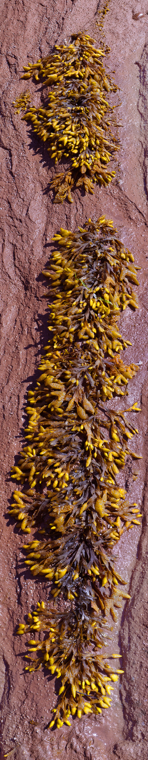 Medford Beach Weeds