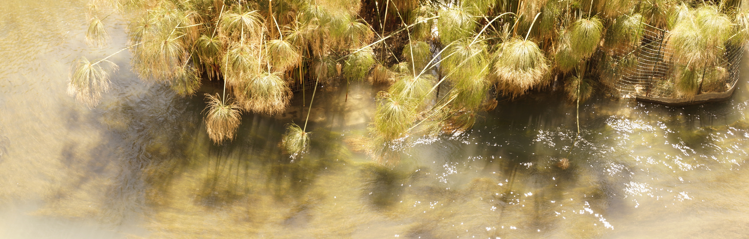 Siracusa Weeds