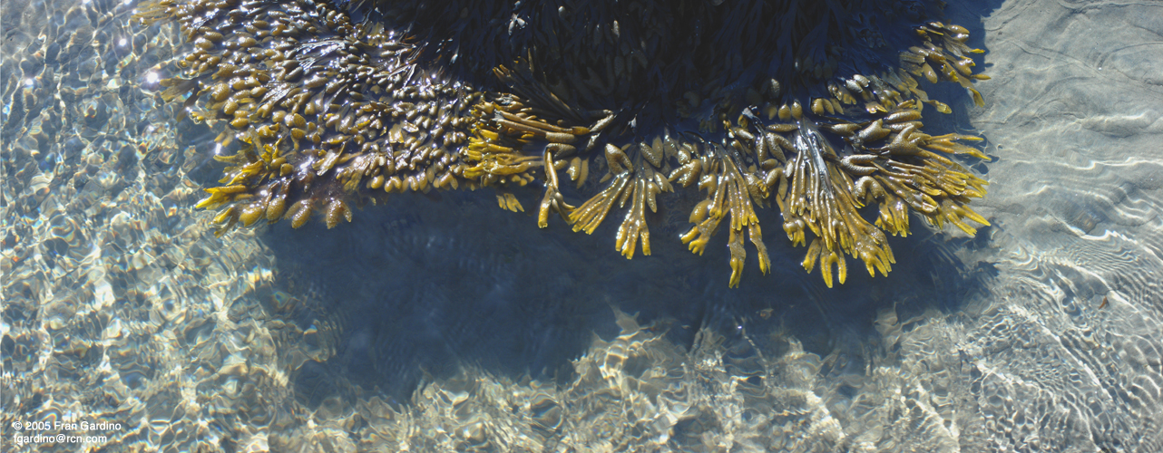 Water Weeds