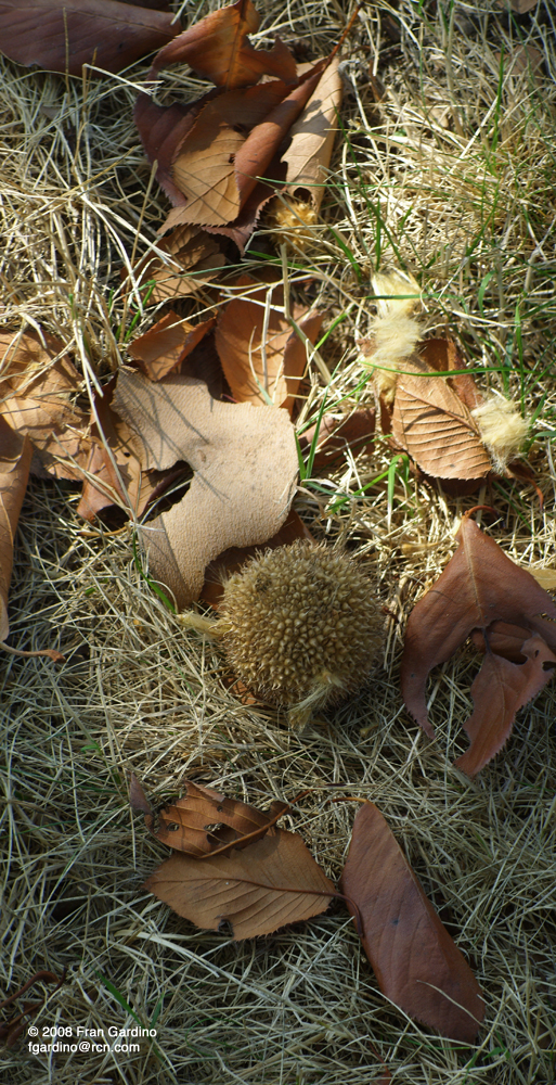 Leaves and Chestnut Peel