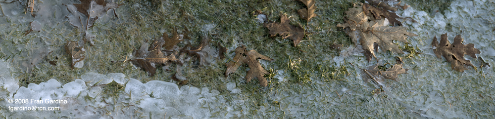 Frozen Leaves