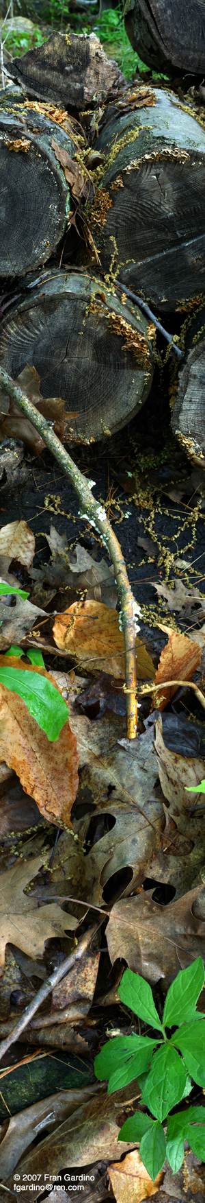 Sandy Island Logs