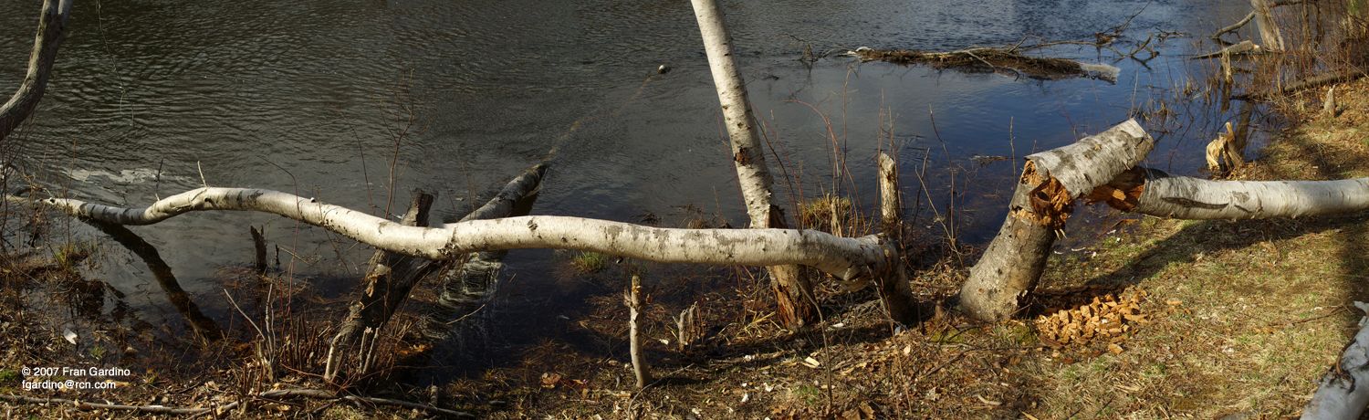 Sturbridge Birch